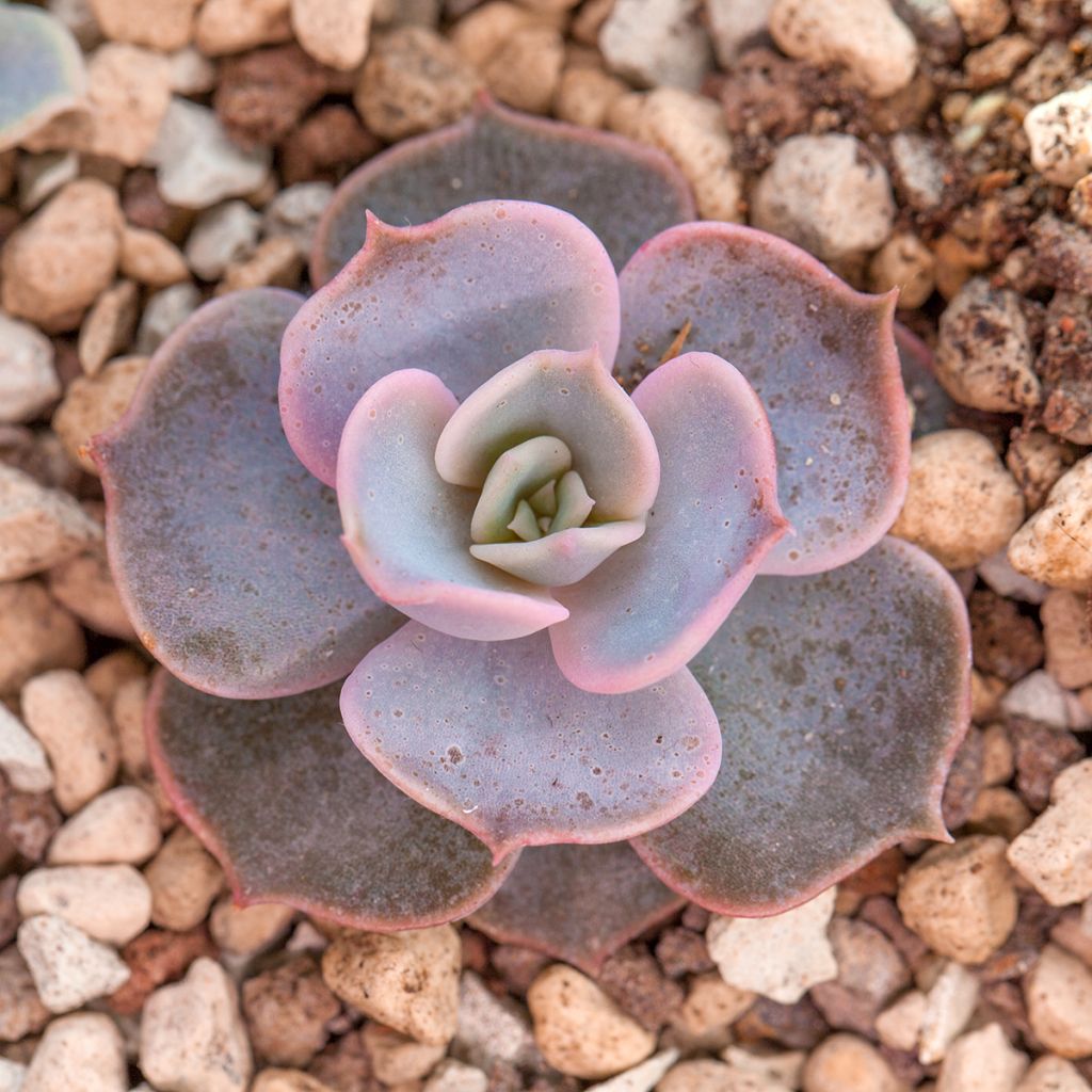Echeveria lilacina - Mexicaanse sneeuwbal