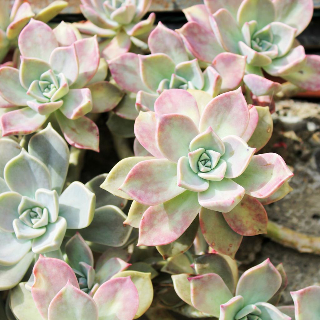 Echeveria lilacina - Mexicaanse sneeuwbal