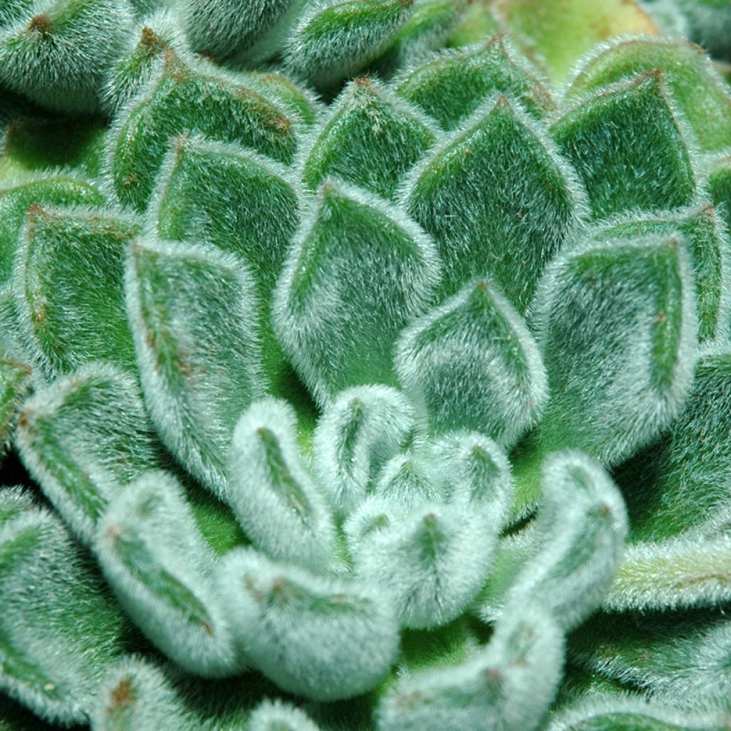 Echeveria setosa - Mexicaanse sneeuwbal