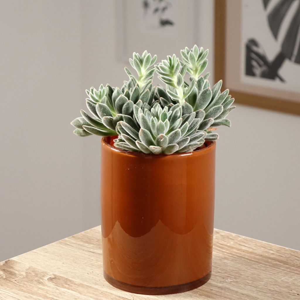 Echeveria setosa - Mexicaanse sneeuwbal