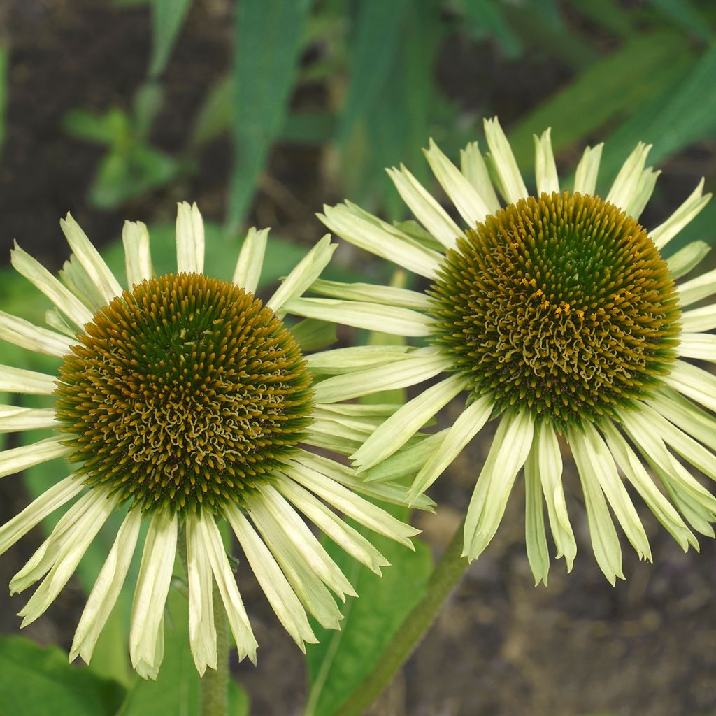 Echinacea purpurea Avalanche - Rode zonnehoed