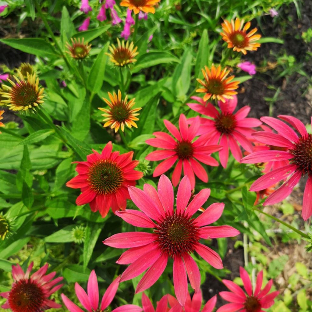 Echinacea Cheyenne Spirit - Rode zonnehoed