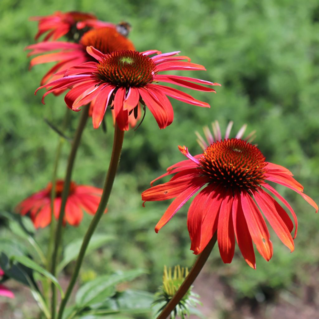 Echinacea Cheyenne Spirit - Rode zonnehoed