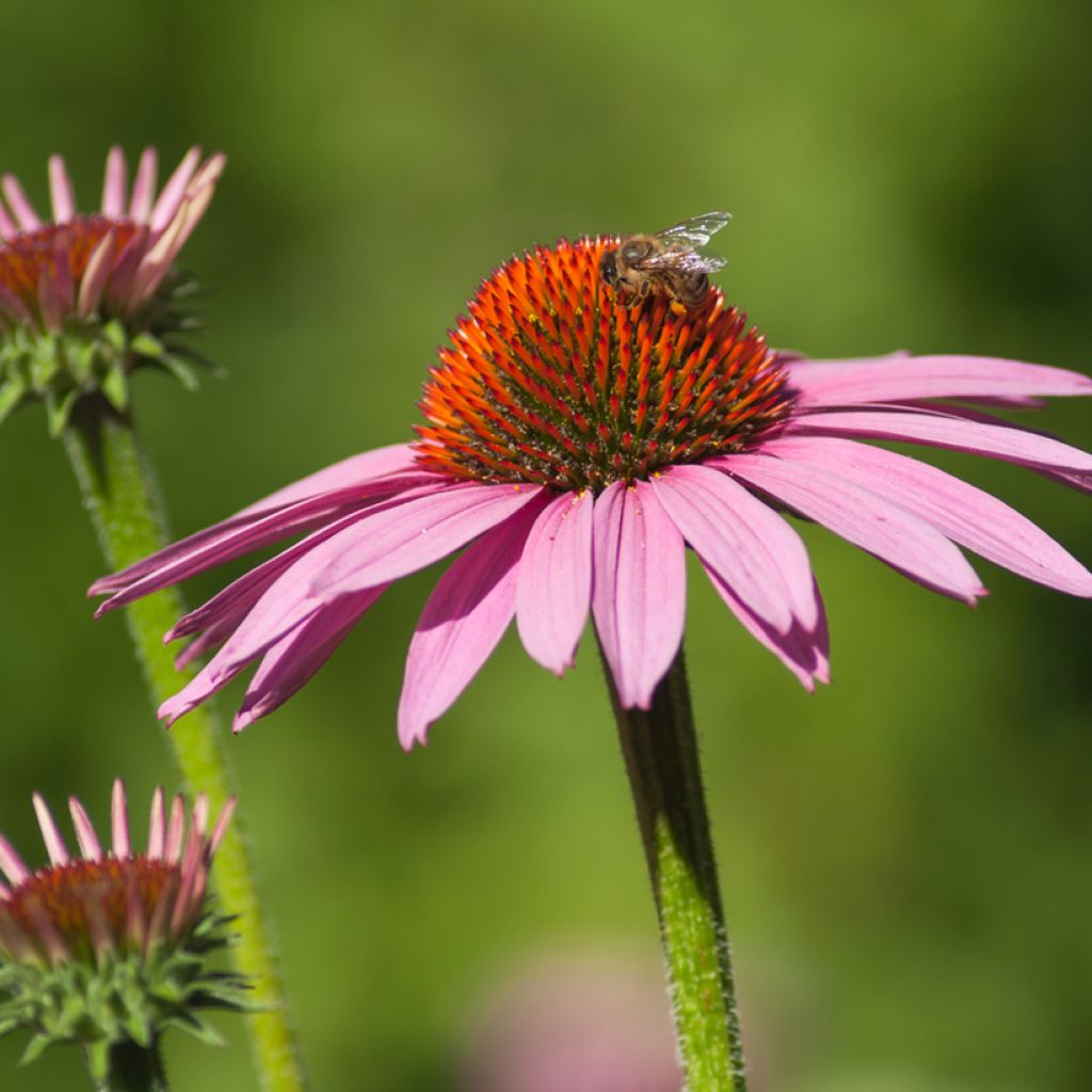 Echinacea Cheyenne Spirit - Rode zonnehoed