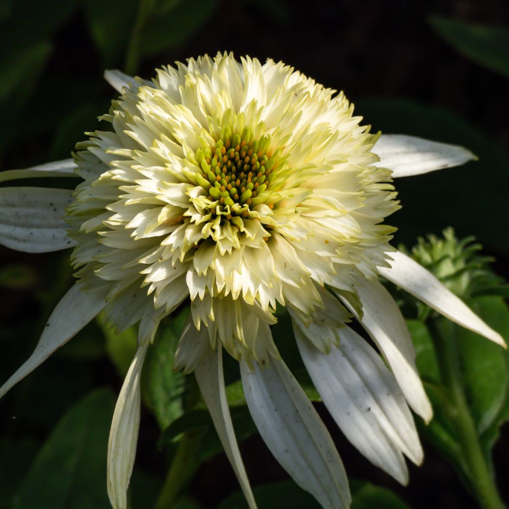 Echinacea Coconut Lime - Rode zonnehoed