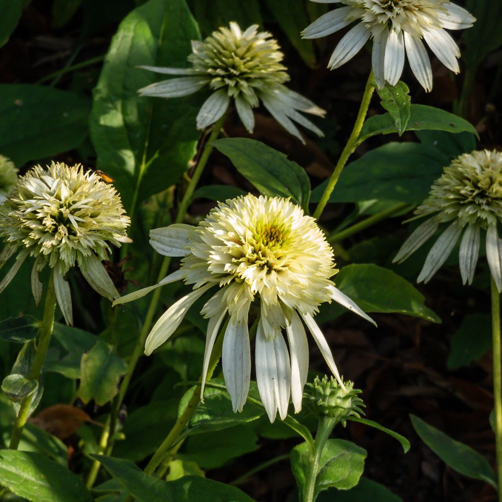 Echinacea Coconut Lime - Rode zonnehoed