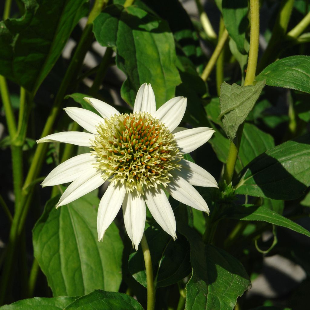 Echinacea Coconut Lime - Rode zonnehoed