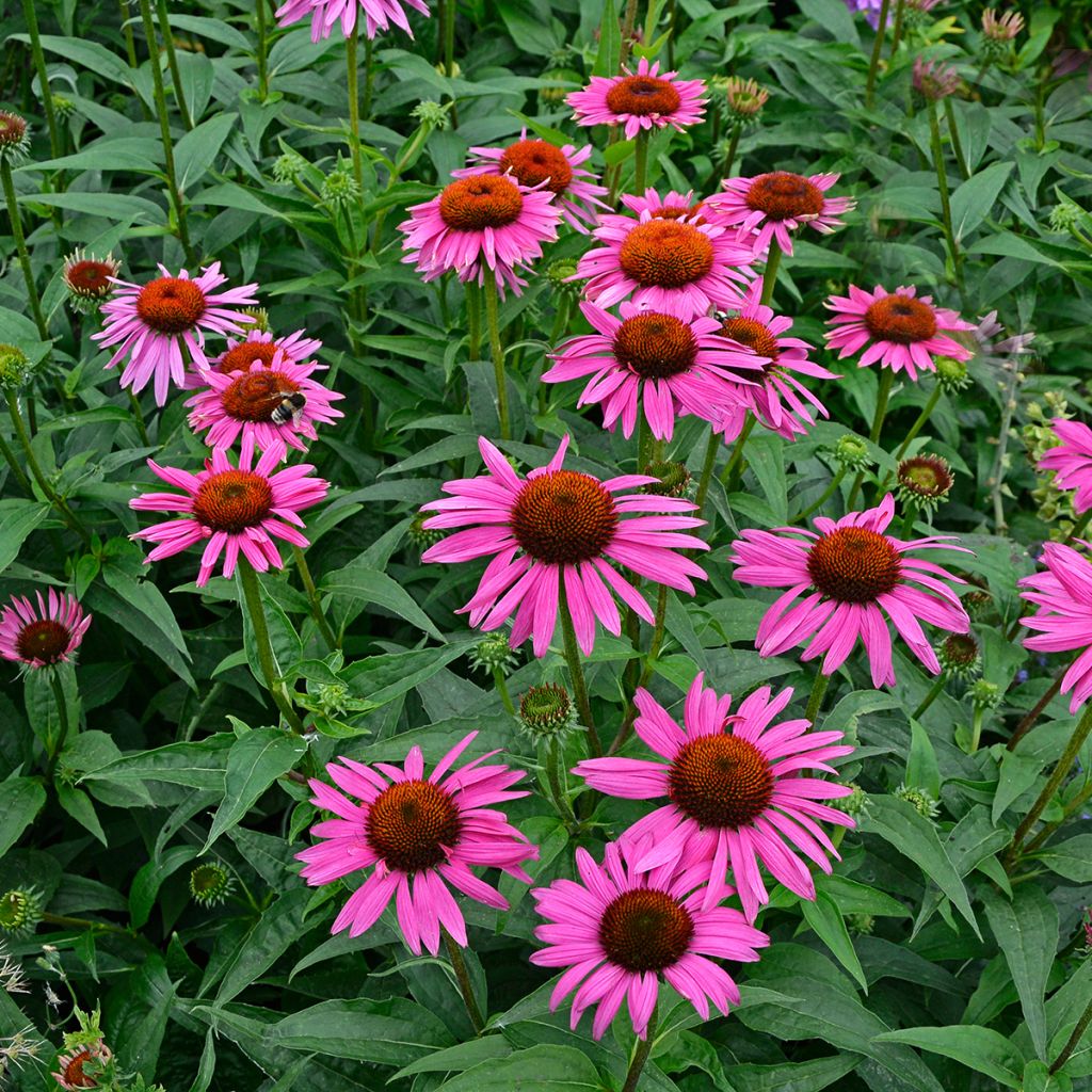 Echinacea purpurea Fatal Attraction - Rode zonnehoed