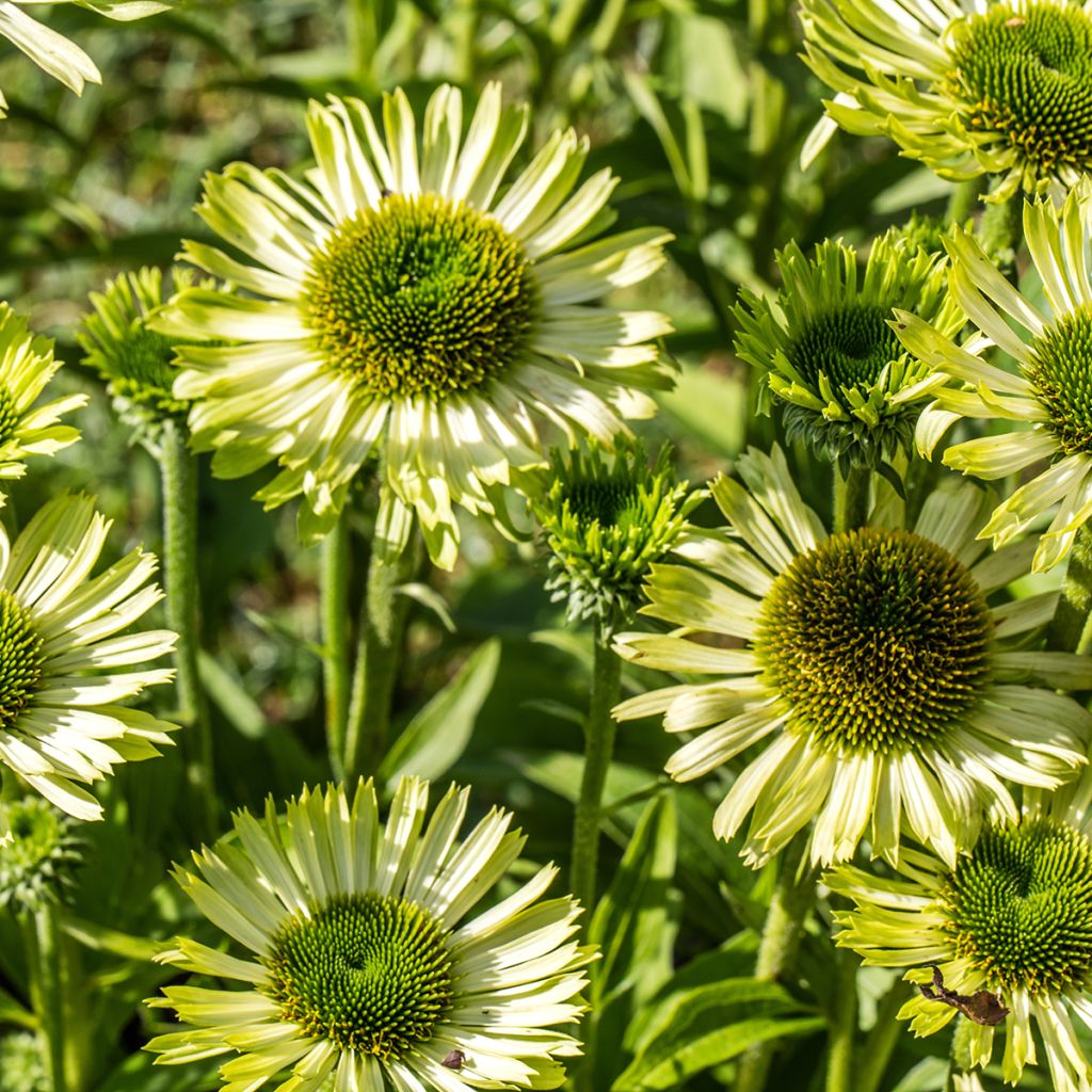 Echinacea purpurea Green Jewel - Rode zonnehoed