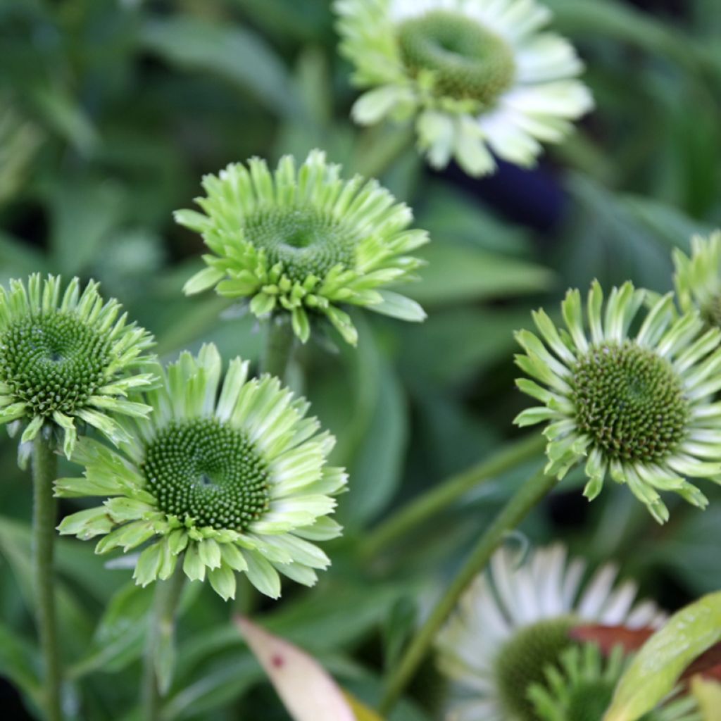 Echinacea purpurea Green Jewel - Rode zonnehoed