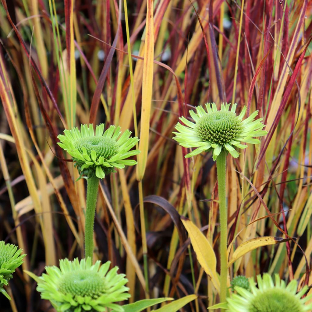 Echinacea purpurea Green Jewel - Rode zonnehoed