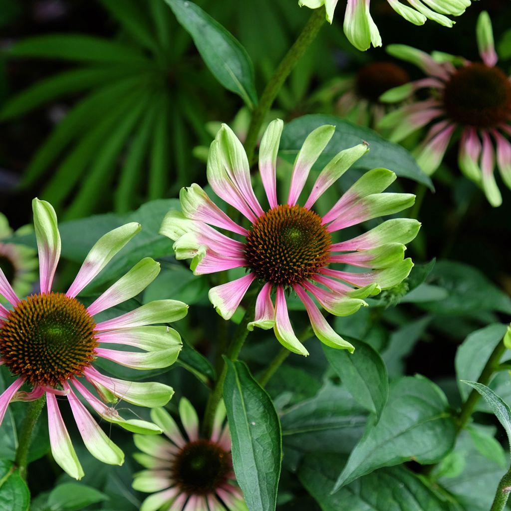 Echinacea Green Twister - Rode zonnehoed