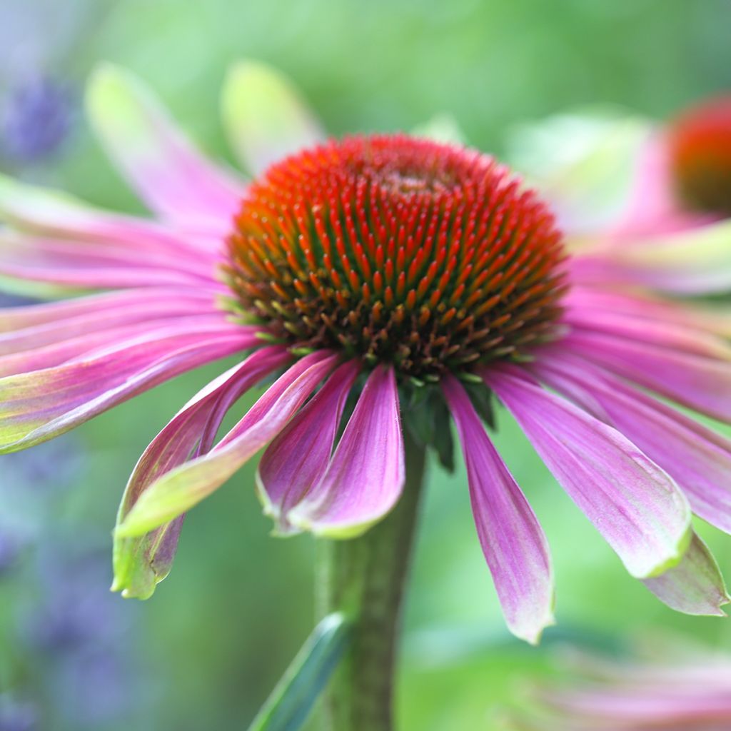 Echinacea Green Twister - Rode zonnehoed