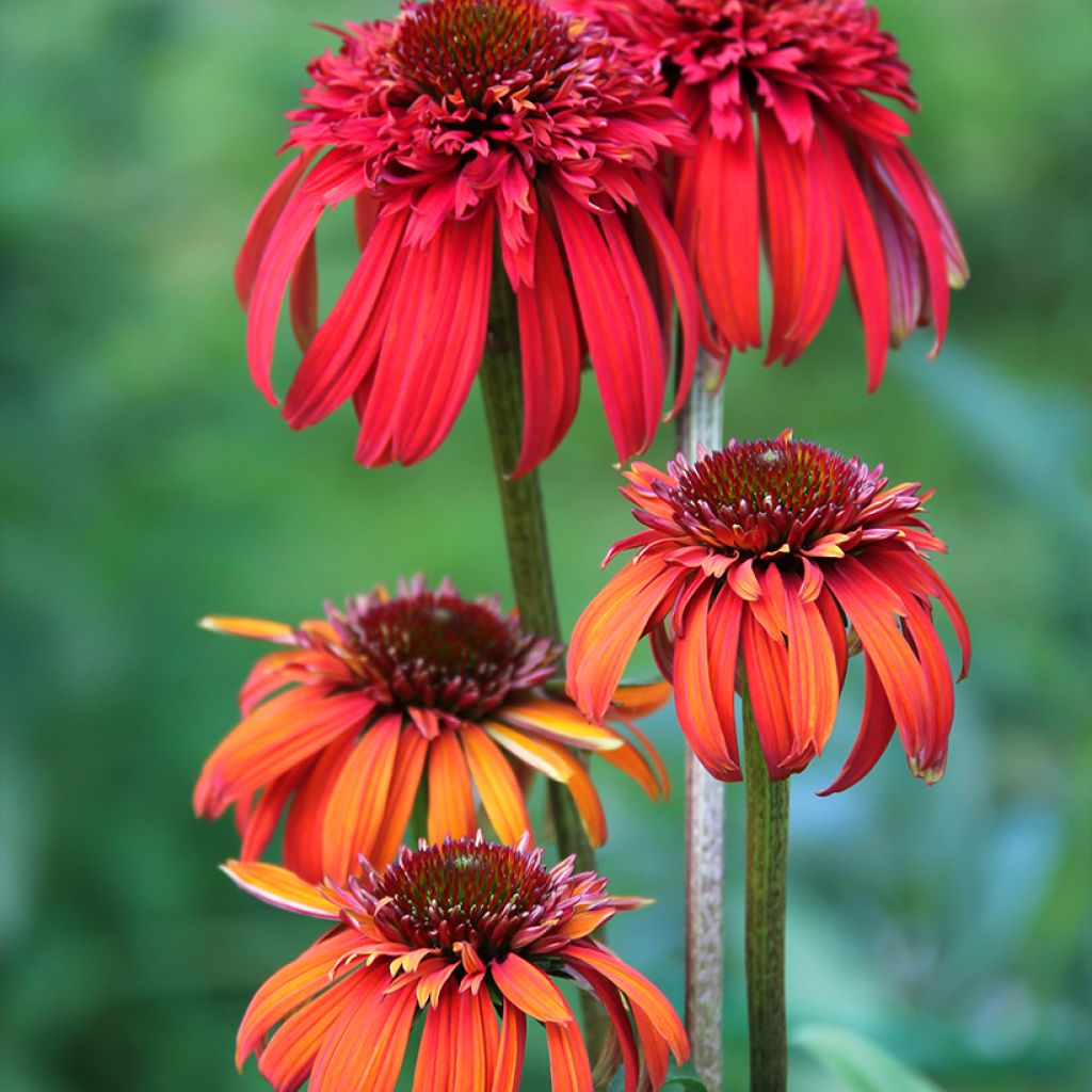 Echinacea purpurea Hot Papaya - Rode zonnehoed