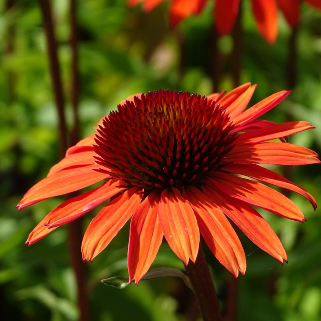 Echinacea purpurea Hot Summer - Rode zonnehoed