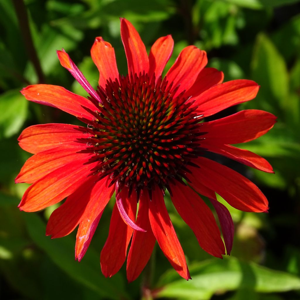 Echinacea purpurea Hot Summer - Rode zonnehoed