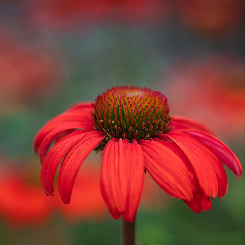 Echinacea Kismet Orange Intense - Rode zonnehoed
