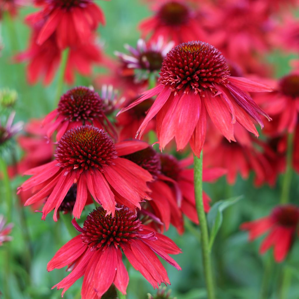 Echinacea purpurea Lakota Red - Rode zonnehoed