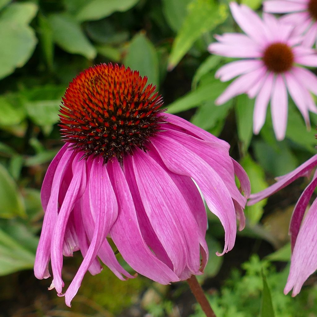 Echinacea purpurea Maxima - Rode zonnehoed