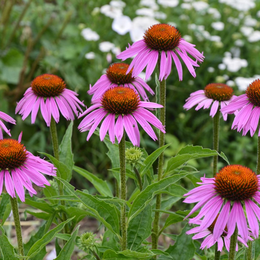 Echinacea purpurea Maxima - Rode zonnehoed