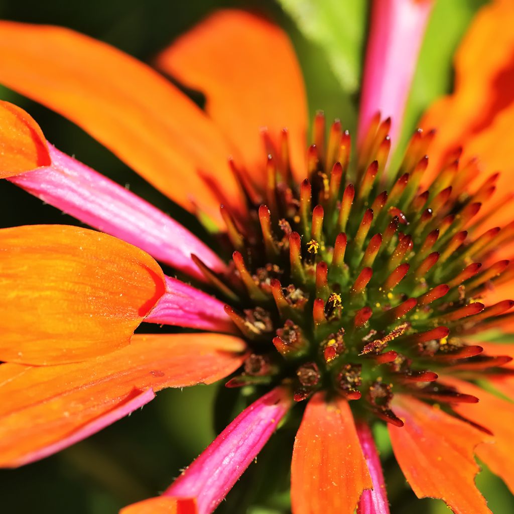 Echinacea purpurea Orange Skipper - Rode zonnehoed