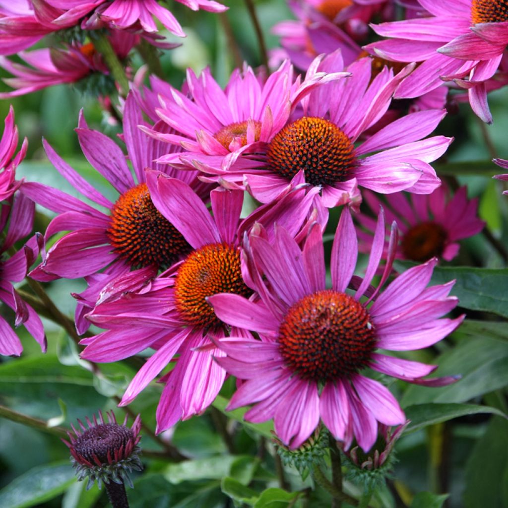 Echinacea Robin Hood - Rode zonnehoed