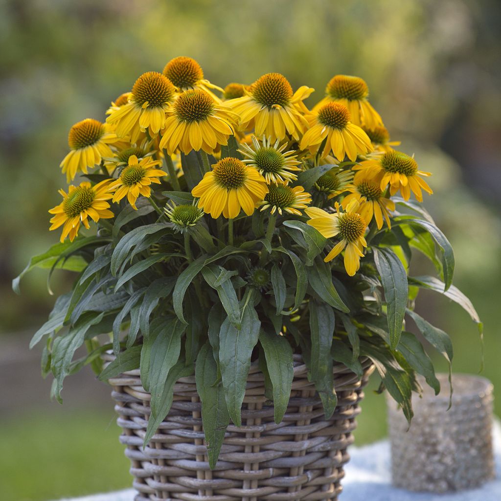 Echinacea Sun Magic Vintage Yellow - Rode zonnehoed
