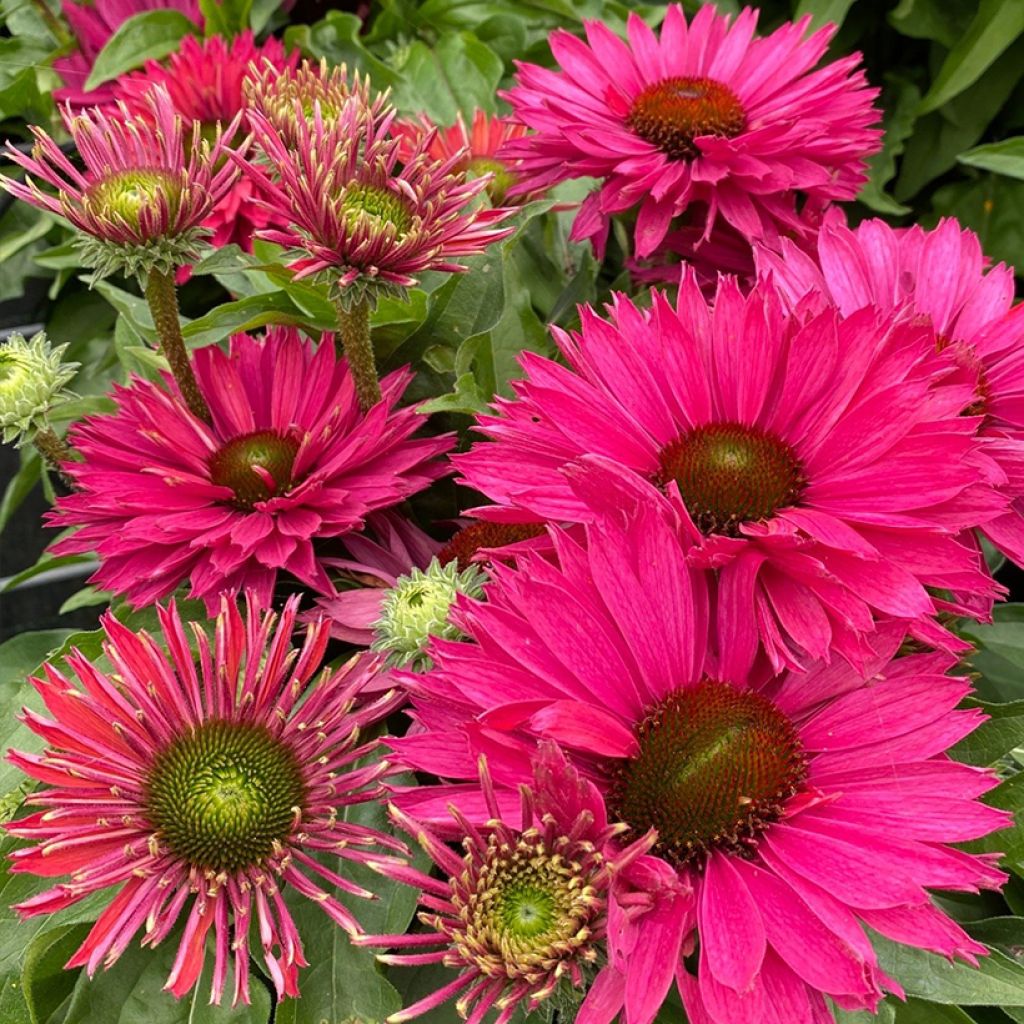 Echinacea purpurea SunSeekers Sweet Fuchsia - Rode zonnehoed