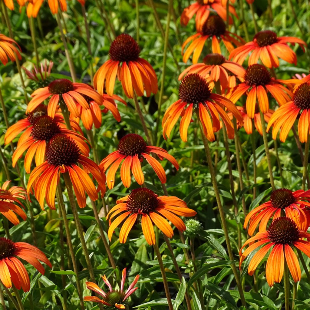 Echinacea purpurea Tangerine Dream - Rode zonnehoed
