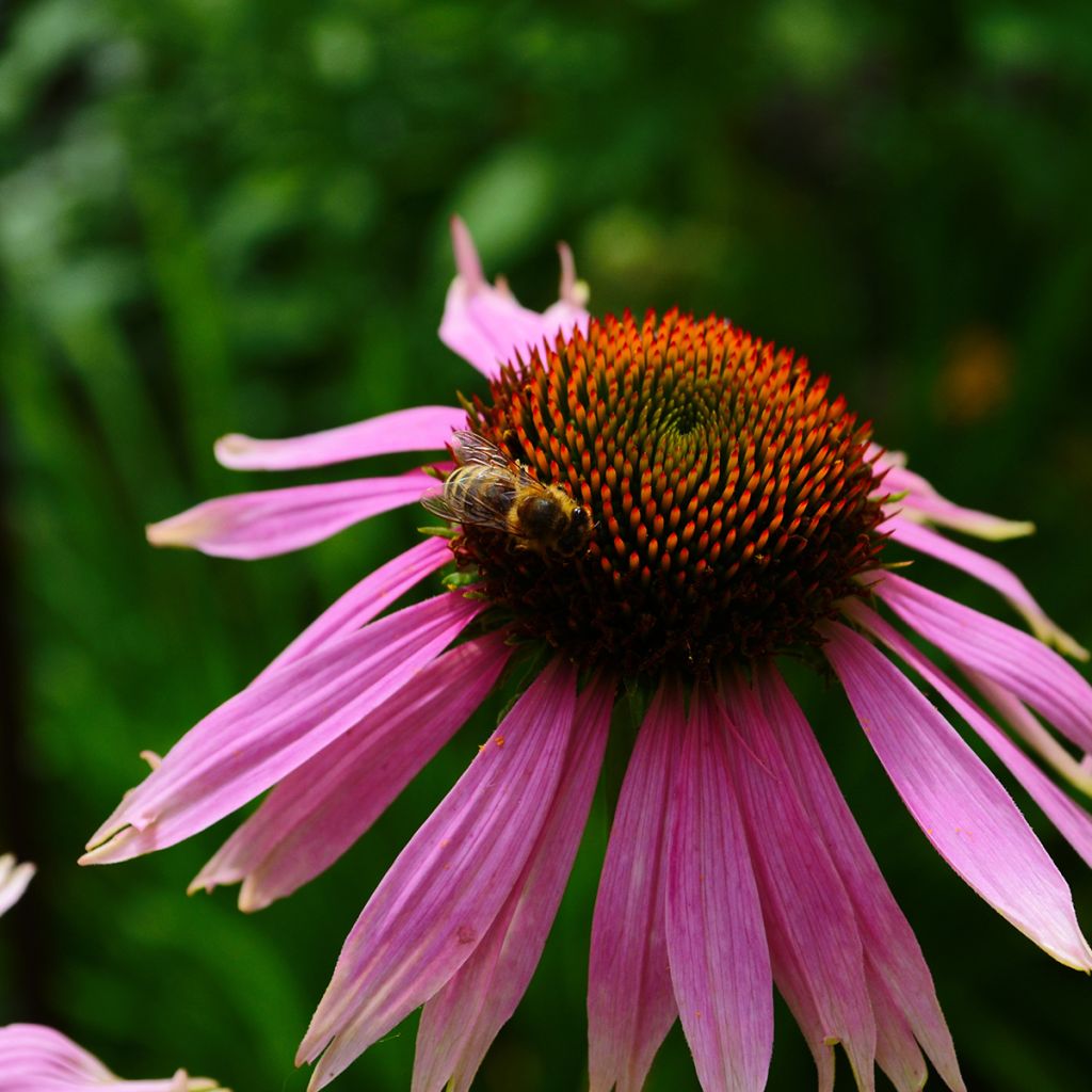 Echinacea angustifolia - Smalbladige zonnehoed