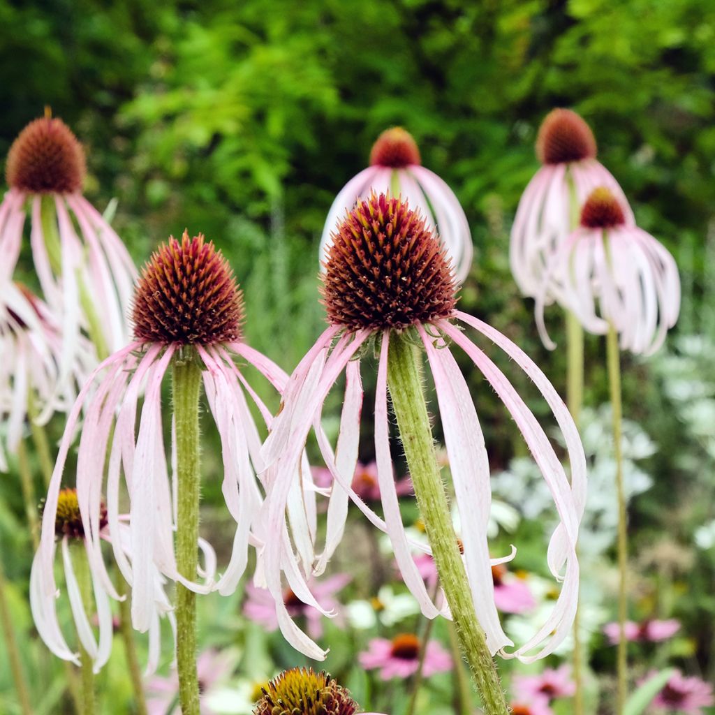 Echinacea pallida - Zonnehoed