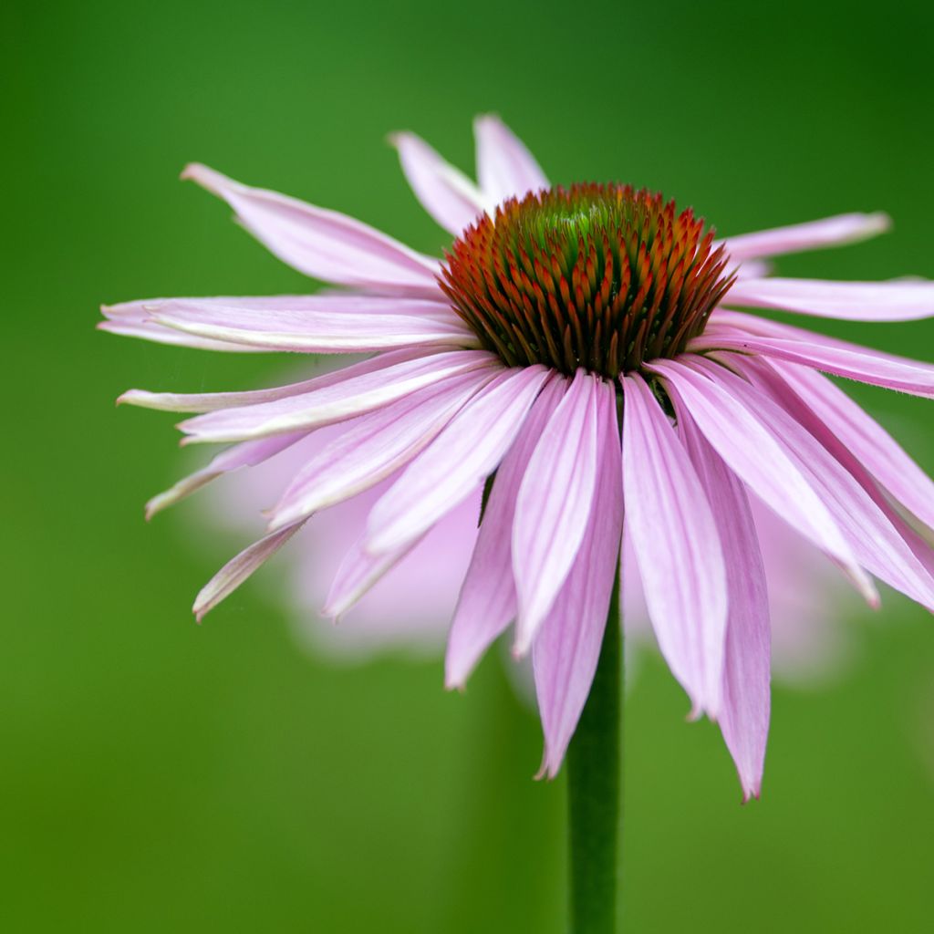 Echinacea pallida - Zonnehoed