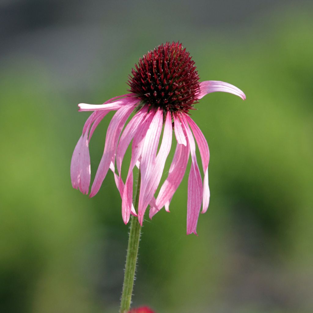 Echinacea pallida - Zonnehoed