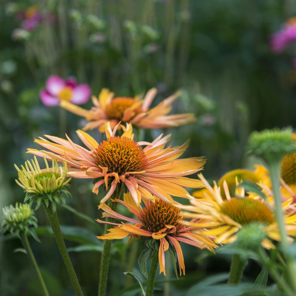 Echinacea paradoxa - Gele zonnehoed