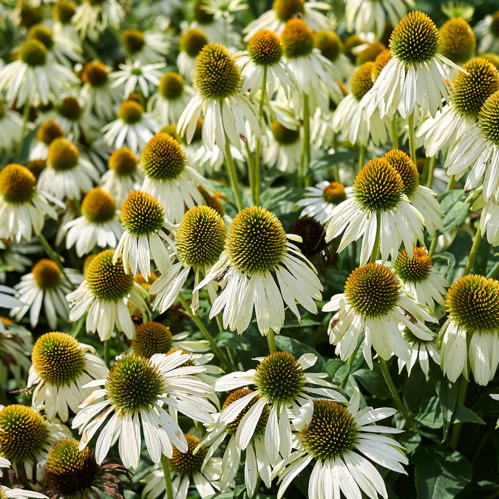 Echinacea purpurea Alba - Rode zonnehoed