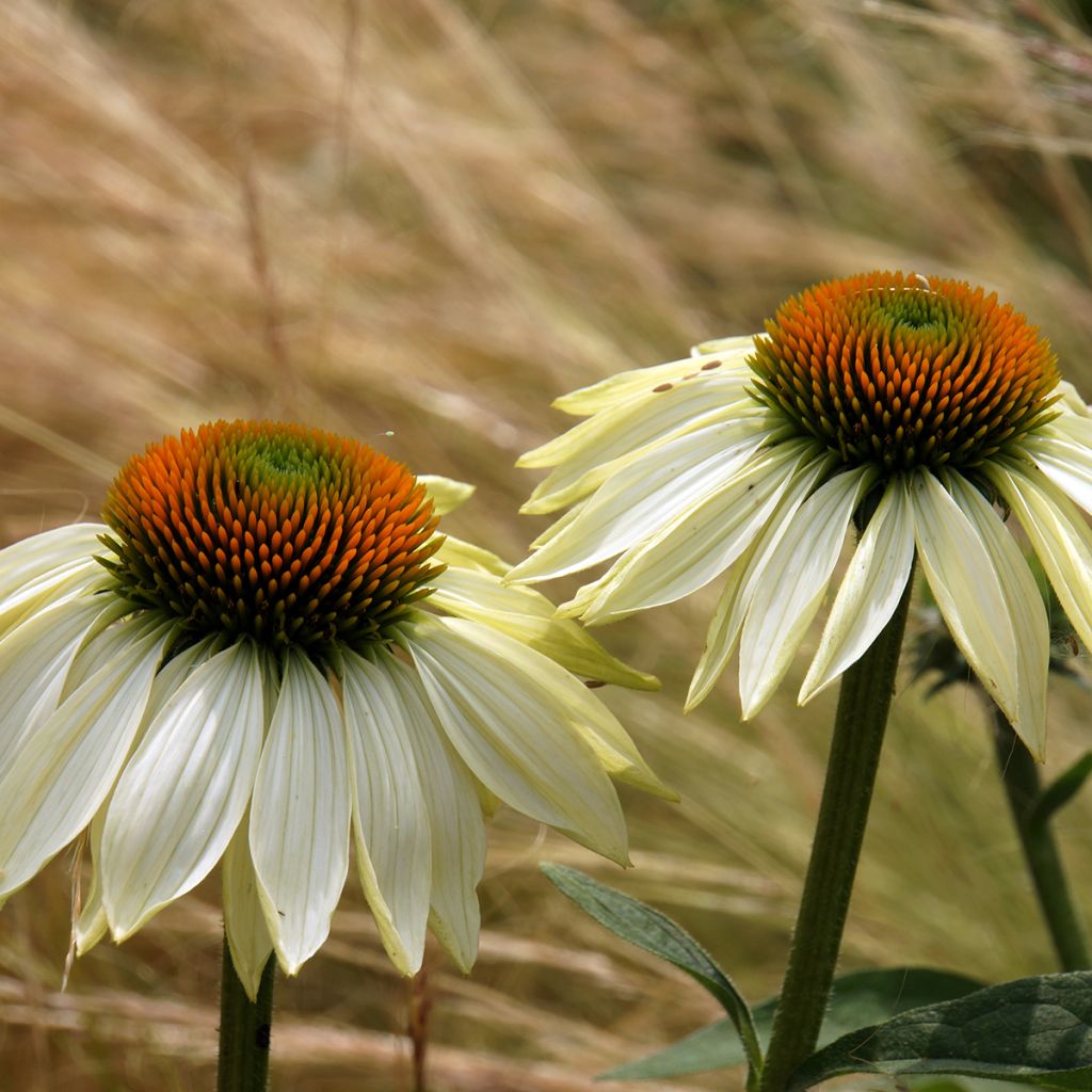 Echinacea purpurea Alba - Rode zonnehoed