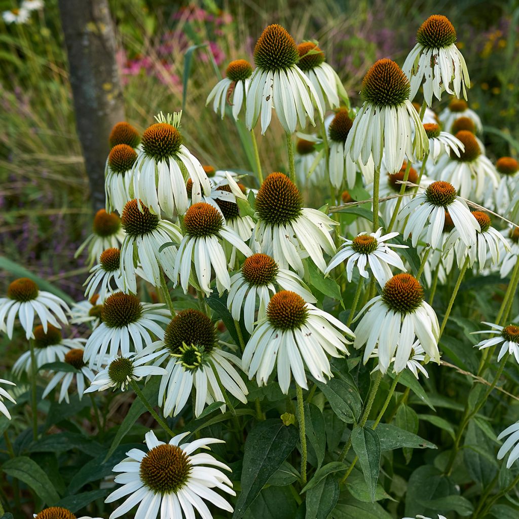 Echinacea purpurea Alba - Rode zonnehoed