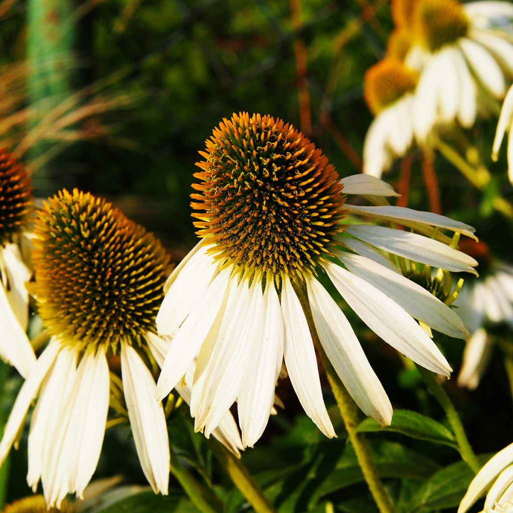 Echinacea purpurea Alba - Rode zonnehoed