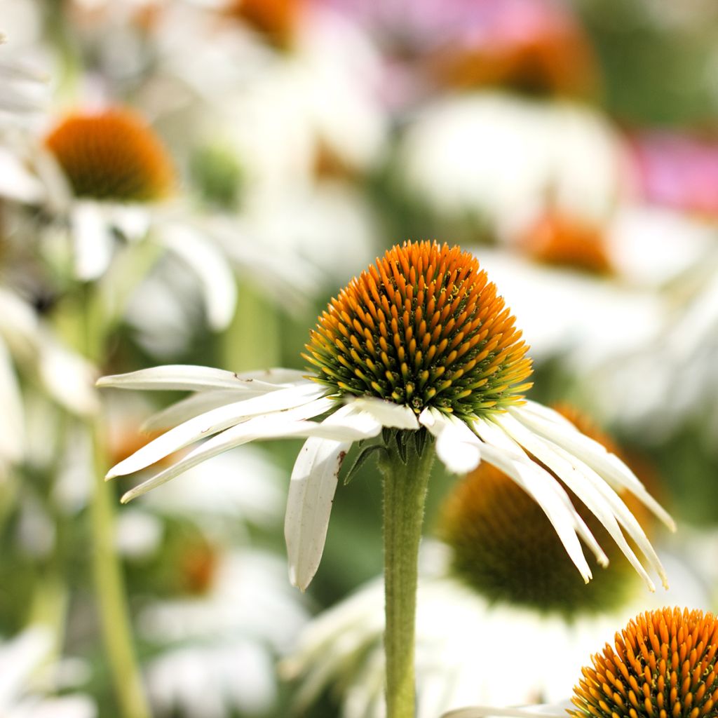 Echinacea purpurea Alba (zaad) - Rode zonnehoed