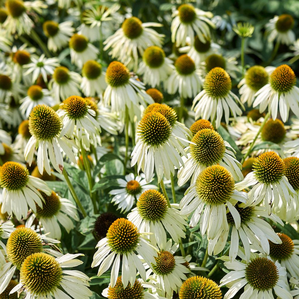 Echinacea purpurea Alba - Rode zonnehoed