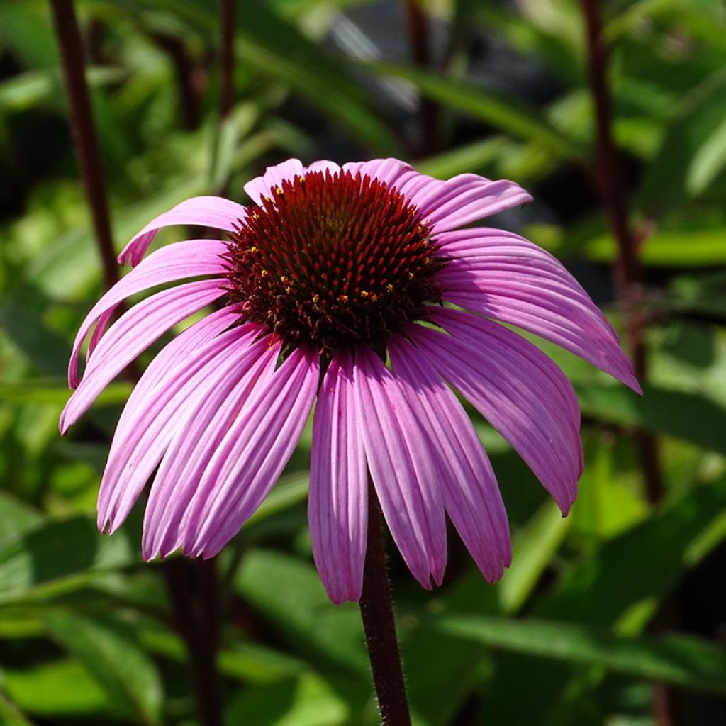 Echinacea purpurea Augustkönigin - Rode zonnehoed
