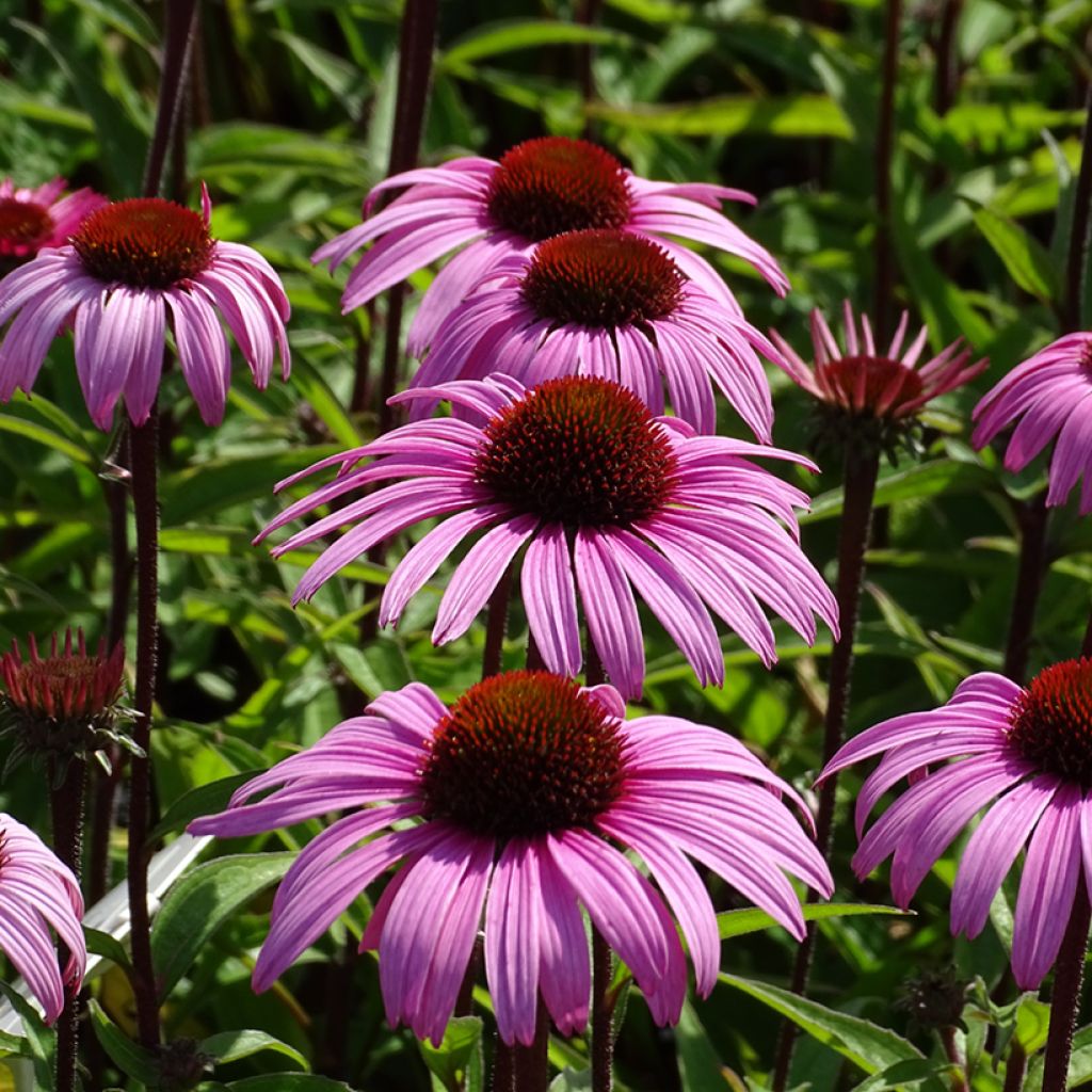Echinacea purpurea Augustkönigin - Rode zonnehoed