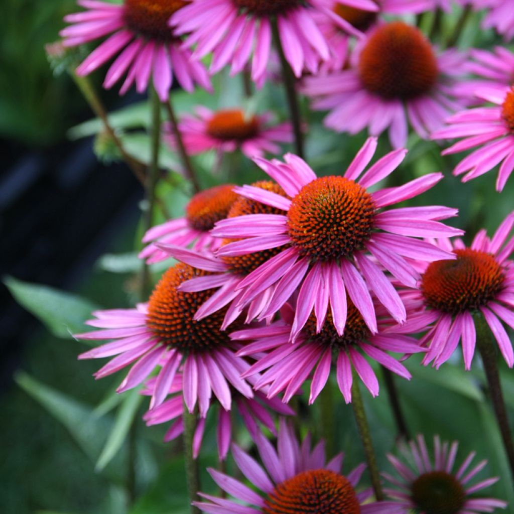 Echinacea purpurea Pica Bella - Rode zonnehoed