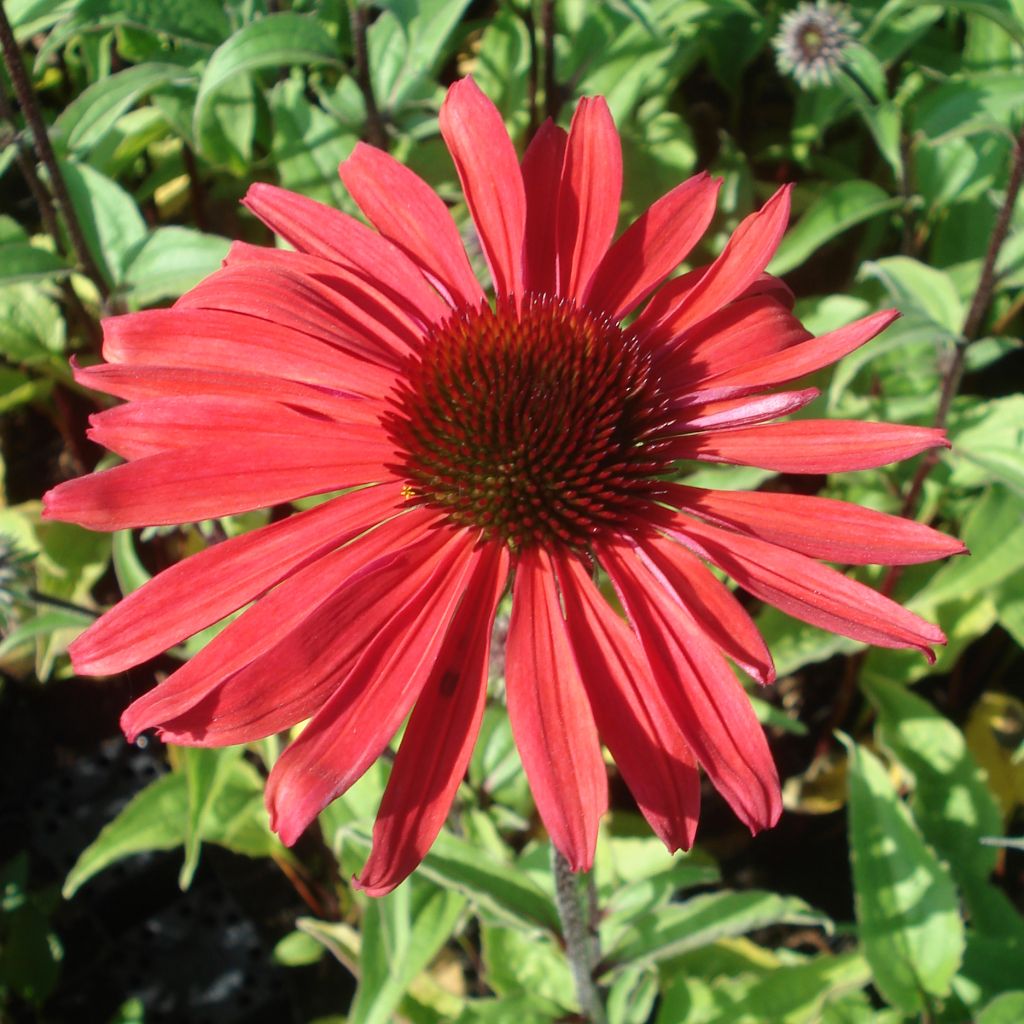Echinacea purpurea Solar Flare - Rudbeckia pourpre
