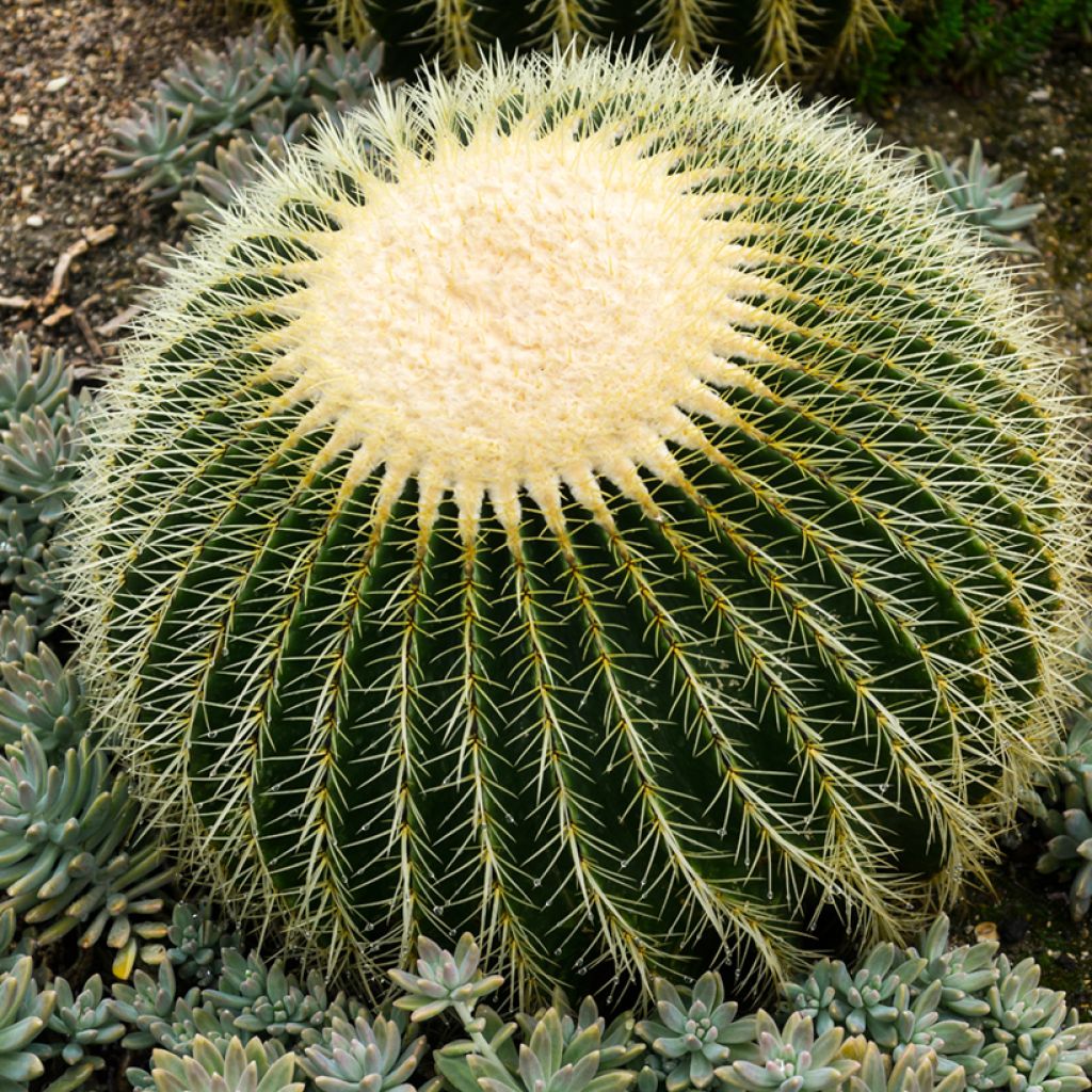 Echinocactus grusonii - Schoonmoedersstoel