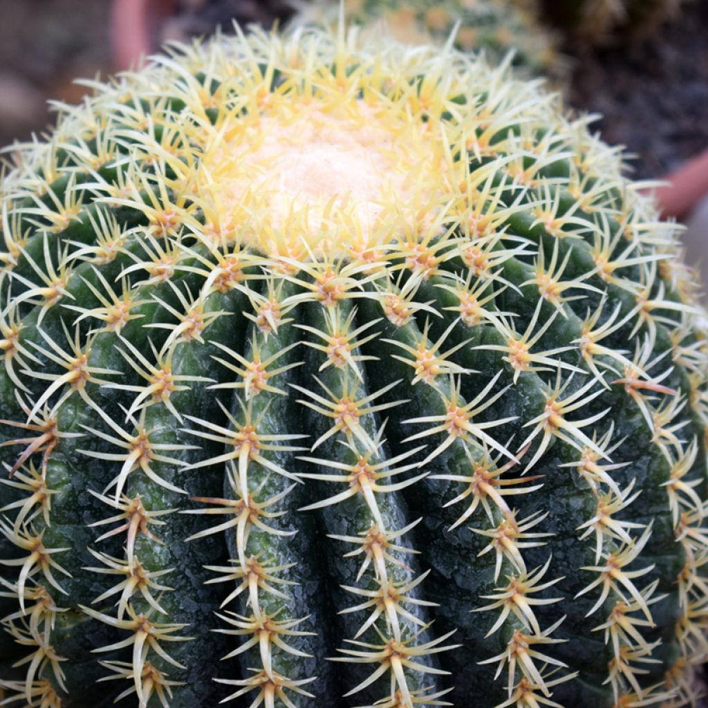 Echinocactus grusonii brevispinus - Schoonmoedersstoel