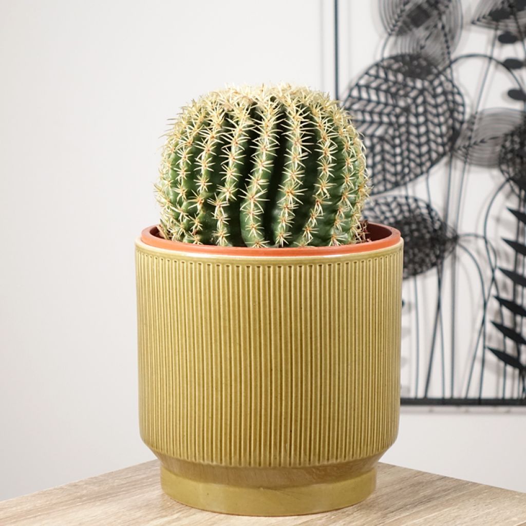 Echinocactus grusonii brevispinus - Schoonmoedersstoel