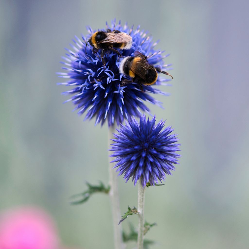 Echinops bannaticus Blue Globe - Kogeldistel