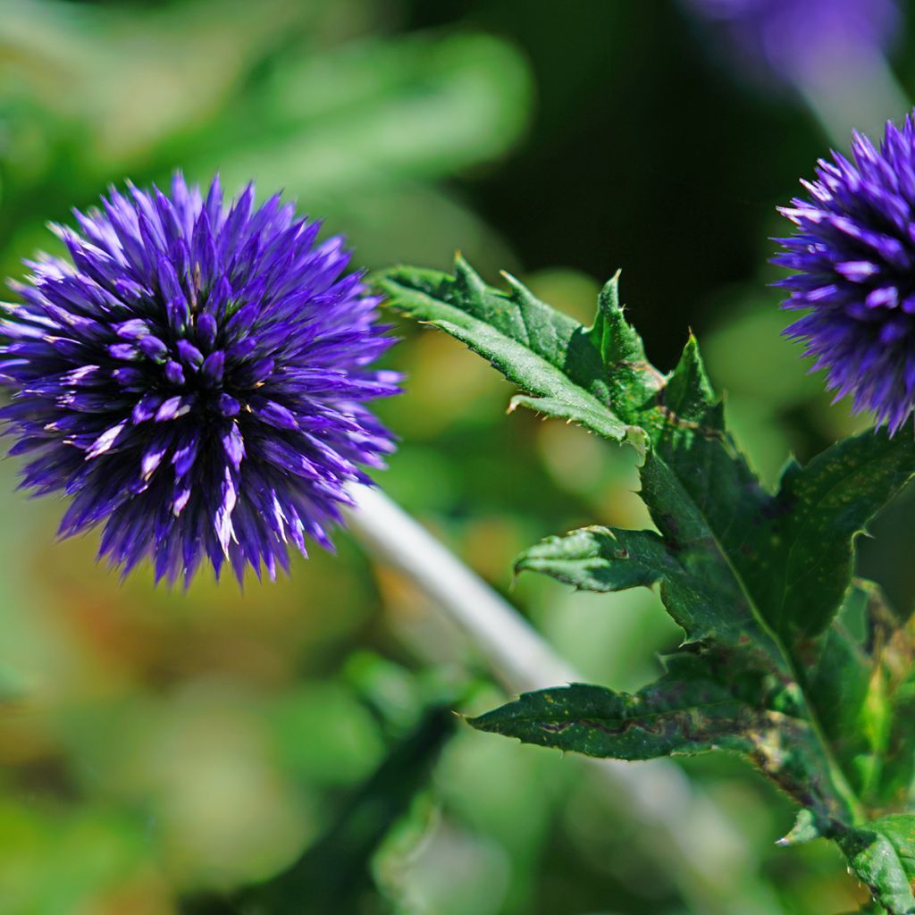 Echinops bannaticus Blue Globe - Kogeldistel