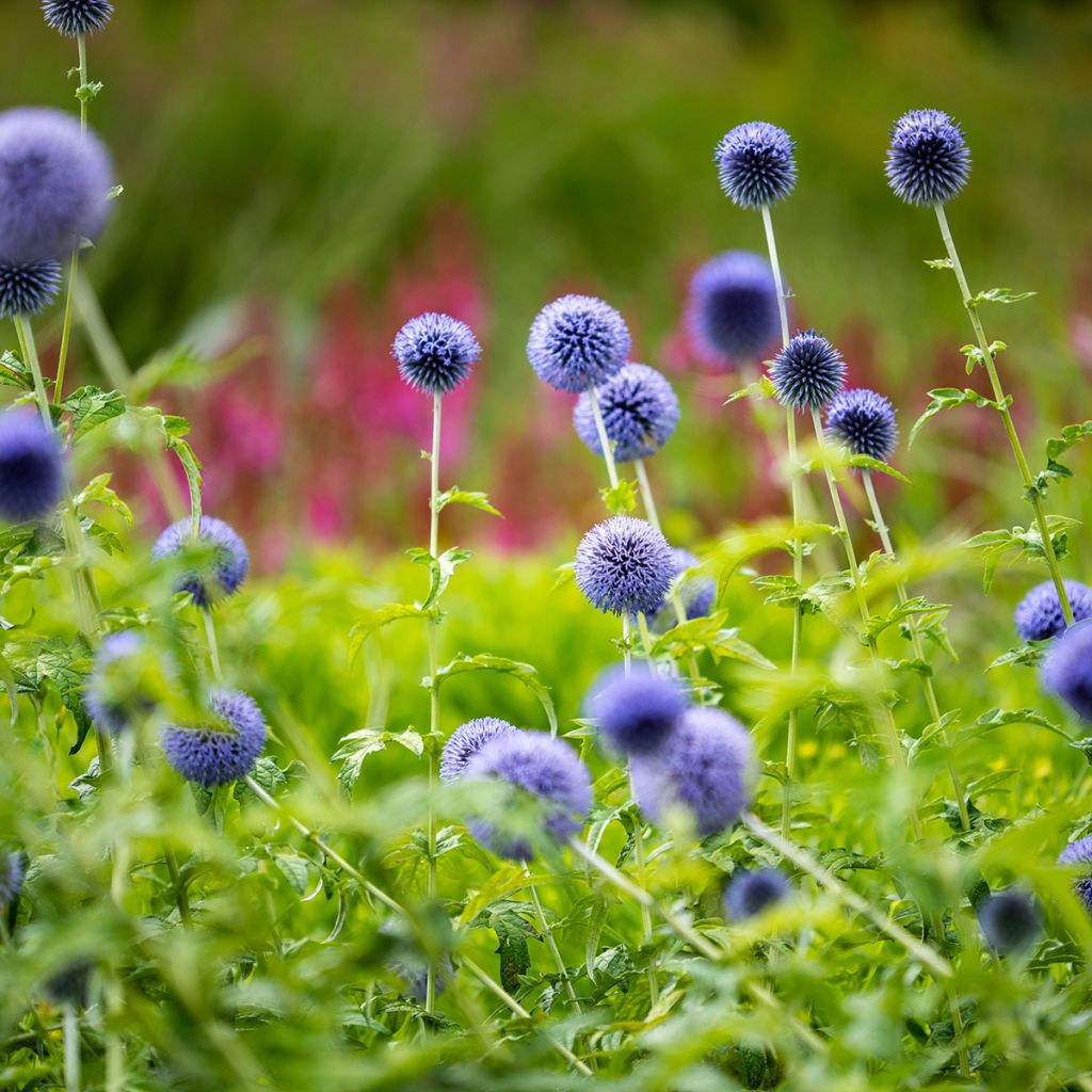 Echinops bannaticus Taplow Blue - Kogeldistel